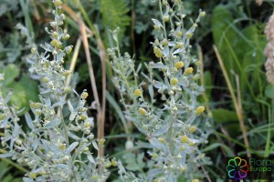 Artemisia absinthium (5)